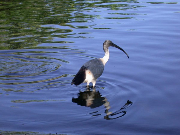 White Ibis